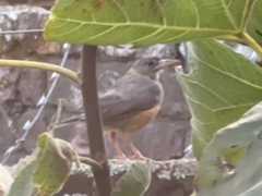 Turdus olivaceus