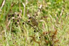Geothlypis poliocephala