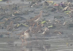Calidris pugnax