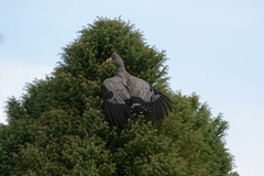 Polyboroides typus typus