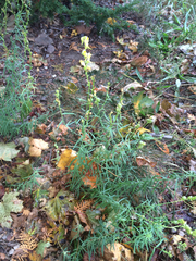 Linaria vulgaris