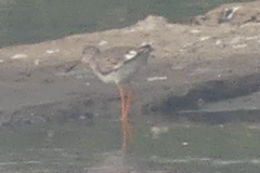 Calidris pugnax