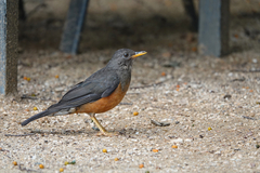Turdus olivaceus
