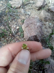 Caulanthus lasiophyllus