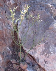 Eriogonum deflexum