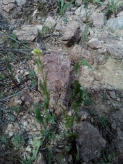 Caulanthus lasiophyllus