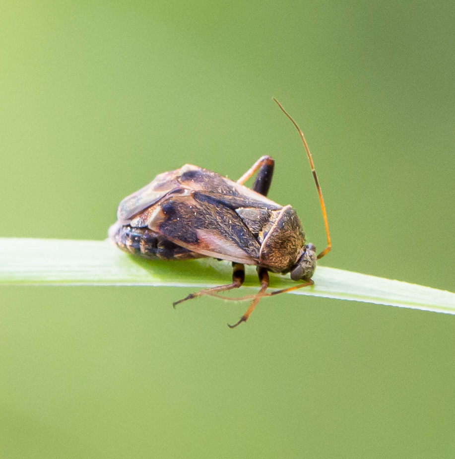 Polymerus tepastus