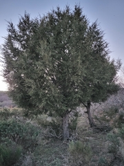 Juniperus thurifera