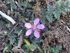 Erodium cicutarium
