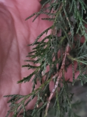 Juniperus thurifera