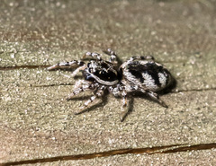 Salticus