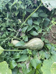 Cucurbita argyrosperma