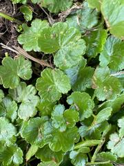 Hydrocotyle sibthorpioides
