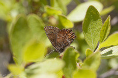 Callophrys niphon