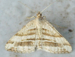 Chiasmia furcata