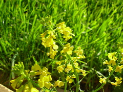Barbarea vulgaris
