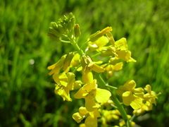 Barbarea vulgaris