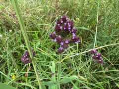 Verbena incompta