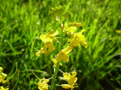 Barbarea vulgaris