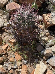 Ferocactus emoryi