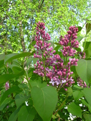 Syringa vulgaris