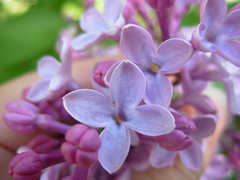 Syringa vulgaris