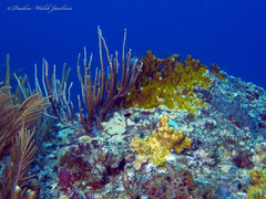 Millepora complanata