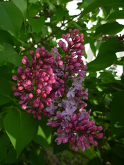Syringa vulgaris