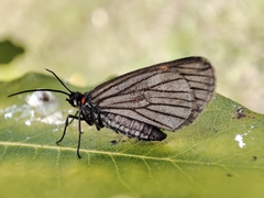 Sangalopsis microleuca