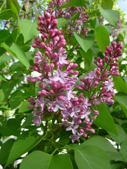 Syringa vulgaris