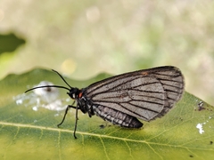 Sangalopsis microleuca