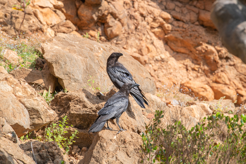 Cuervo desertícola (Corvus ruficollis)