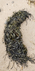 Ascophyllum nodosum