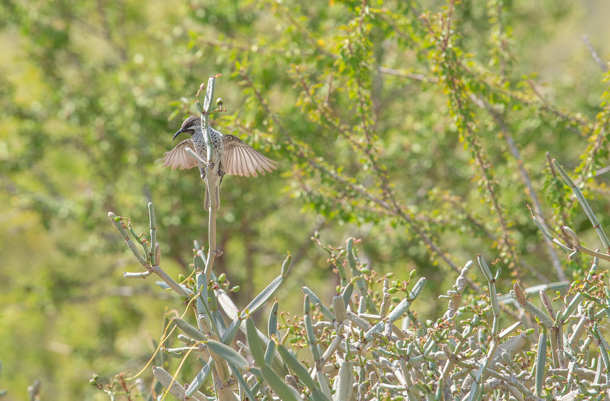 Socotra Sunbird (Chalcomitra balfouri), photo 1