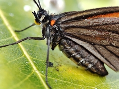 Sangalopsis microleuca