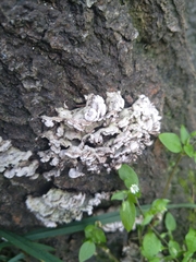 Cyphellaceae