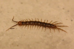 Lithobius forficatus
