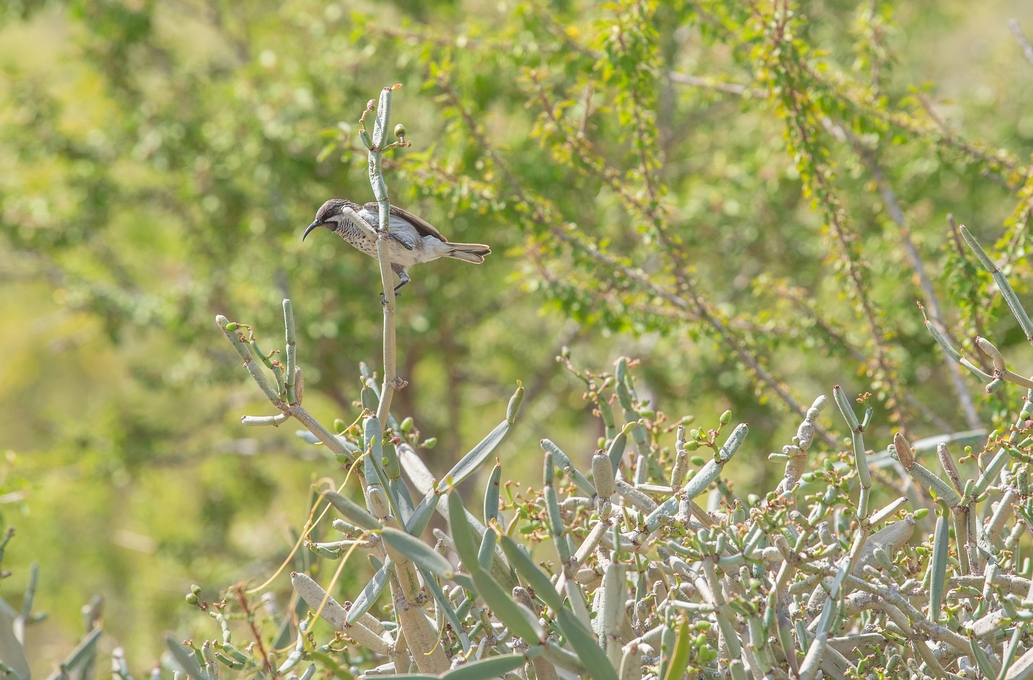 Socotra Sunbird (Chalcomitra balfouri), photo 2