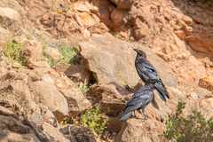 Corvus ruficollis