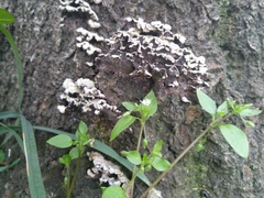 Cyphellaceae