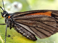 Sangalopsis microleuca