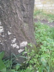 Cyphellaceae