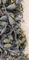 Ascophyllum nodosum