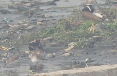 Vanellus indicus