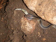 Coniophanes schmidti