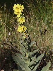 Verbascum densiflorum