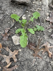 Youngia