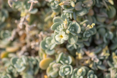 Lachnocapsa spathulata