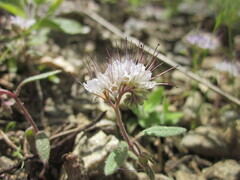 Phacelia mohavensis