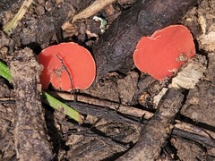 Sarcoscypha occidentalis